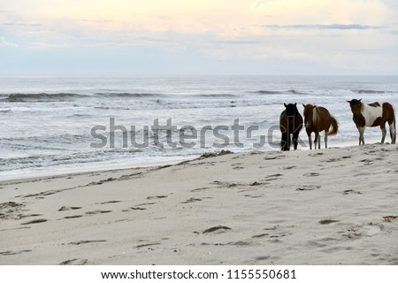 Wild ponies on the beach at the Assateague island national seashore