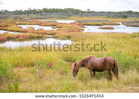 Wild Pony (Equus caballus) at Assateague Island National Seashore, Maryland