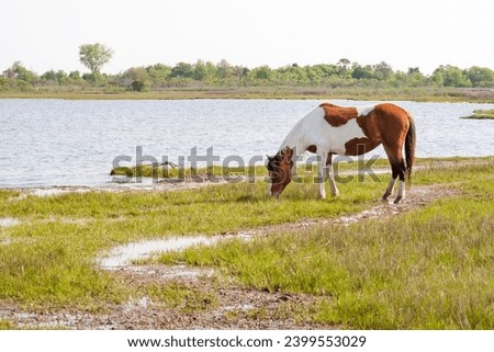 A wild pony (Equus caballus) grazing in salt marsh wetlands at Assateague Island National Seashore, Maryland