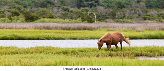A Wild pony, horse, of Assateague Island, Maryland, USA. There is one horse grazing in a field. The depth of field is fairly shallow with the horse being in sharp focus. 