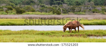 A Wild pony, horse, of Assateague Island, Maryland, USA. There is one horse grazing in a field. The depth of field is fairly shallow with the horse being in sharp focus. 
