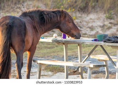 A wild pony raids a visitor's campsite searching for food at Assateague Island National Seashore, Maryland