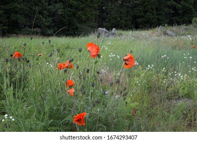 Wild Poppies in field in early summer.