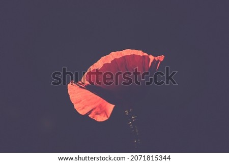 Similar – poppy day Colour photo