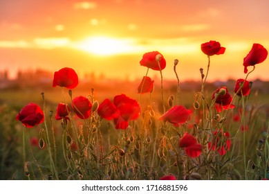 Wild Poppy Fields In The Evening Light