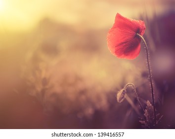 wild poppy flower - Shutterstock ID 139416557
