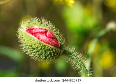 Wild poppy flowers with macro details of insects