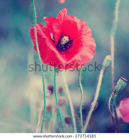 Similar – Hand touching a red poppy