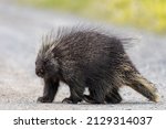 Wild porcupine in outdoor environment, crossing the Alaska Highway in summer time. Quills, feet and face in view. 
