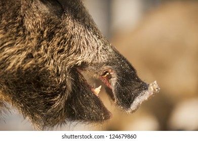 A wild pork mouth while eating