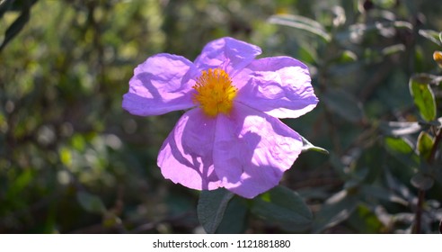 Wild Prairie Rose