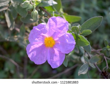 Wild Prairie Rose