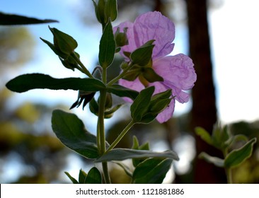 Wild Prairie Rose