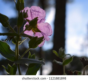 Wild Prairie Rose