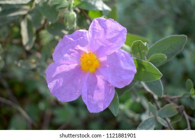 Wild Prairie Rose