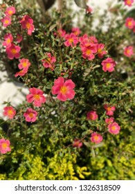 Wild Prairie Rose