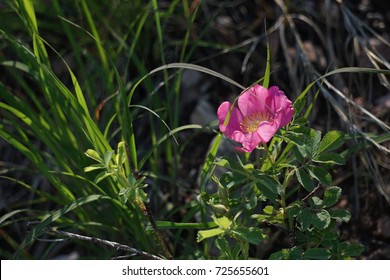 Wild Prairie Rose