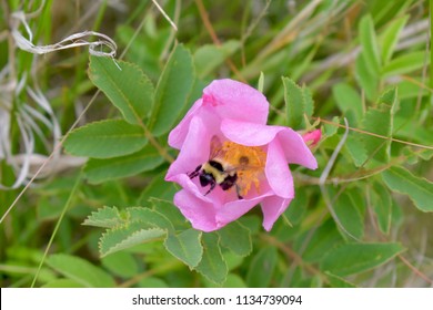 Wild Prairie Rose With Bumblebee 