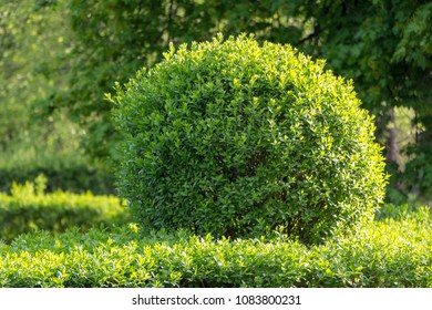 Wild Privet Ligustrum Hedge Nature Texture Stock Photo 1083800231 ...