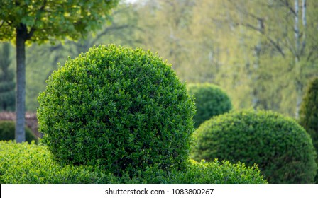 1,228 Ligustrum vulgare Images, Stock Photos & Vectors | Shutterstock