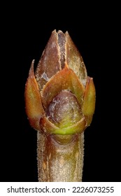 Wild Privet (Ligustrum vulgare). Terminal Bud Group Closeup - Shutterstock ID 2226073255