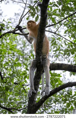 Wild proboscis monkey sitting on a tree branch in tropical jungle. Rare proboscis monkey or nasalis larvatus perched on a high tree branch in the wild mangrove forest of Borneo island, Malaysia