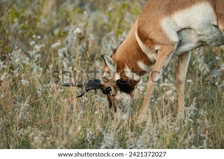 Wild pronghorn antelope buck grazing in South Dakota