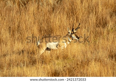 Wild pronghorn antelope buck in South Dakota