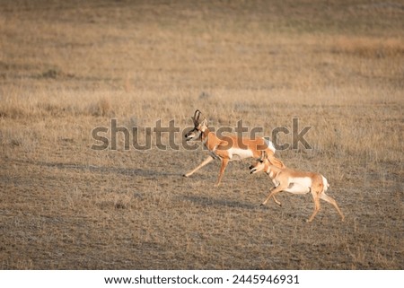 Wild Pronghorn in a farmland pasture in the prairies of Southern Alberta Canada