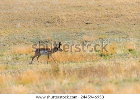 Wild Pronghorn in a farmland pasture in the prairies of Southern Alberta Canada