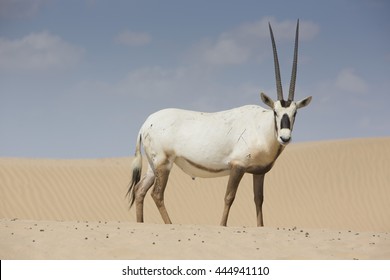 330 Oryx Outline Images, Stock Photos & Vectors | Shutterstock