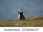 Wild puffin colony located on the cliffs of Skomer island.