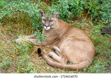 Wild Puma Lying In The Grass