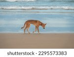 A wild pure bred dingo (Canis familiaris dingo) roaming the beaches of Fraser island (K