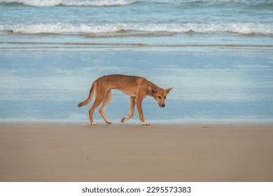 A wild pure bred dingo (Canis familiaris dingo) roaming the beaches of Fraser island (K'gari)  a World Heritage sand island in the Wide Bay–Burnett region, Queensland, Australia.
