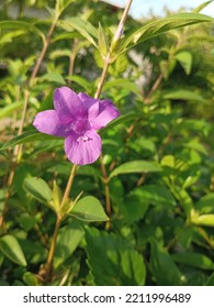 Wild Purple Flowers Blooming In The Garden