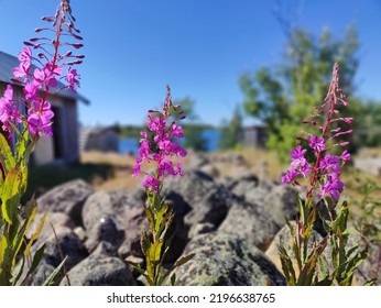 Wild Purple Flowers In Finnish Archipelago 