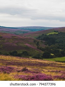 Wild Purple Heather growing in the North York Moors National Park...