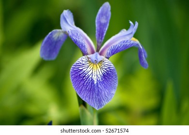 A wild purple iris blossom also known as Caesar"s brother.
