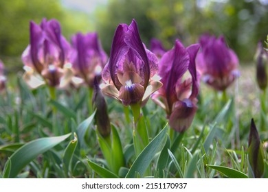 Wild purple  iris (Iris pumila) close up in  spring. Beautiful flowers , selective focus 