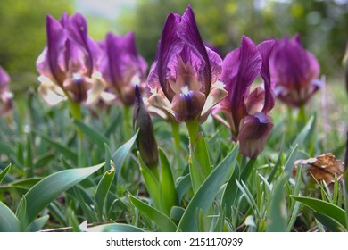 Wild purple  iris (Iris pumila) close up in  spring. Beautiful flowers , selective focus 