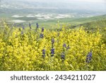 wild purple Lupine flowers overlooking Jordan river valley