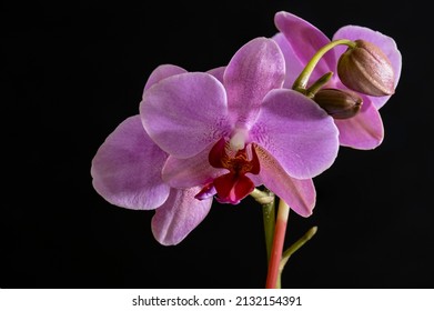 Wild purple orchid on a black background. Bright orchid.