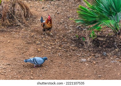 Wild Pygmy Rooster And Gray Dove Looking For Food Among Exotic Plants In Tenerife. Birds Walk On Brown Ground In The Canary Islands