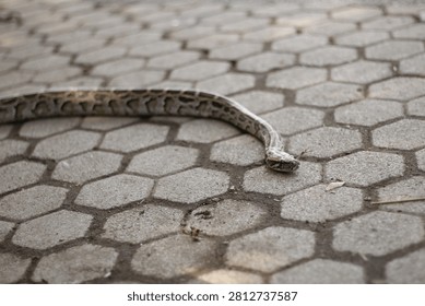 Wild python slithering on outdoor stone patio