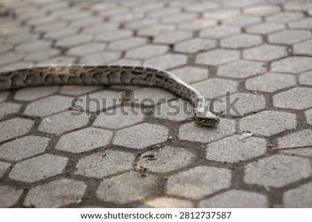 Wild python slithering on outdoor stone patio