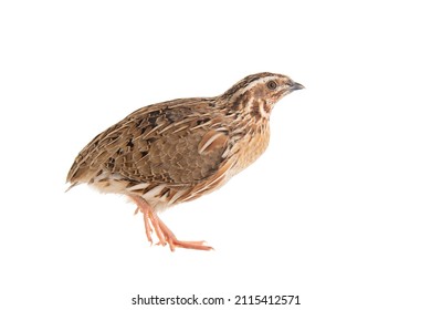 Wild quail, Coturnix coturnix, isolated on a white background. - Shutterstock ID 2115412571