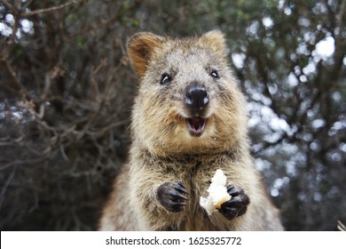 Wild quokka with food in his paw