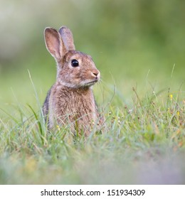 Wild Rabbit