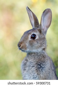 Wild Rabbit